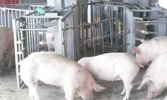 母猪自动饲喂及投料系统